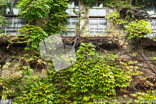 Image of House with window and vines