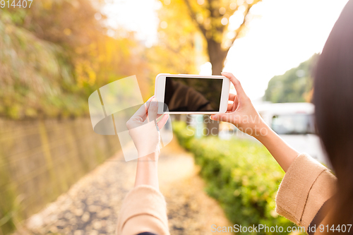 Image of Woman taking photo with cellphone with the beautiful ginkgo tree