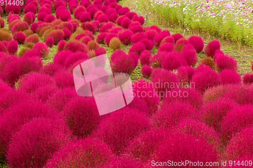 Image of Kochia flowers in red