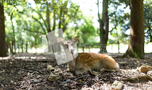 Image of Deer in park