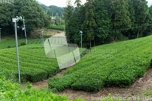 Image of Tea field