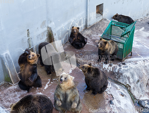 Image of Bear in zoo