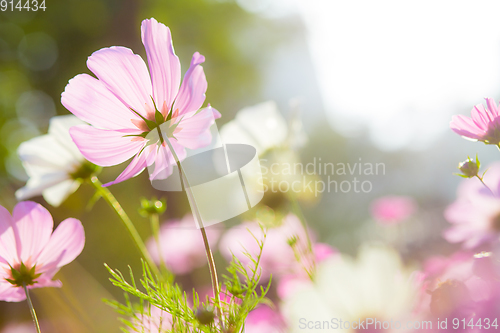 Image of Cosmos flowers in nature park