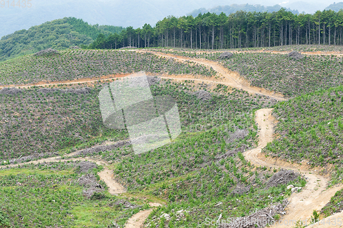 Image of Forest and field