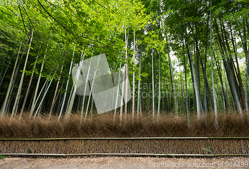 Image of Bamboo Forest in Japan