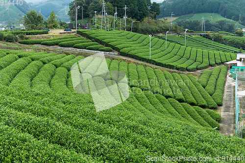 Image of Green Tea plantation farm in Japan