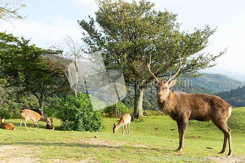 Image of Deer buck