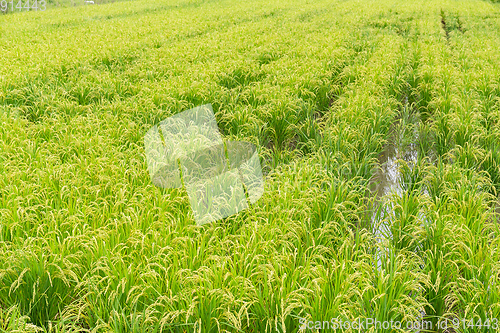 Image of Rice field in farm