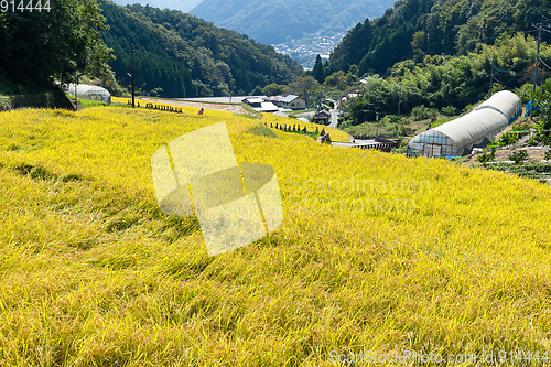 Image of Paddy Rice field