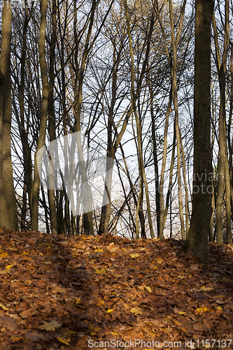 Image of autumn park sunny weather