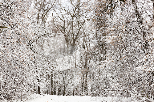 Image of snow-covered trees and bushes