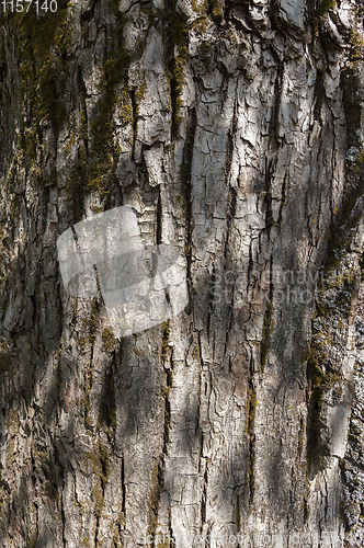 Image of ,tree bark