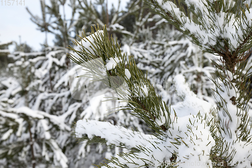 Image of needles of pine ,