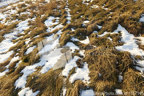 Image of Dry grass