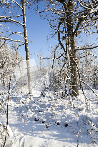 Image of Trees in winter