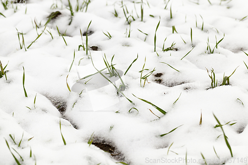 Image of green grass