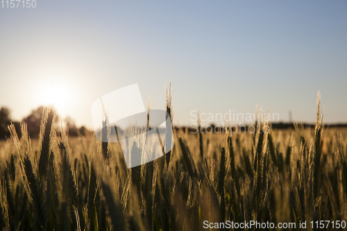 Image of agricultural field