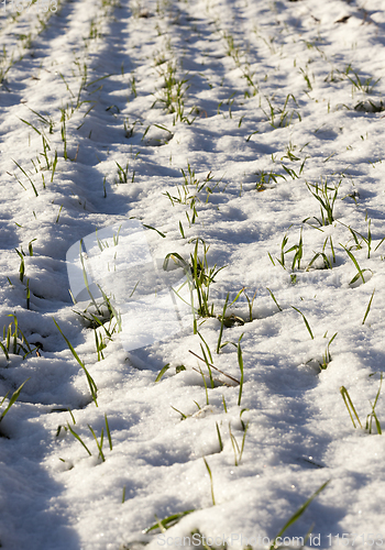 Image of fresh young sprouts