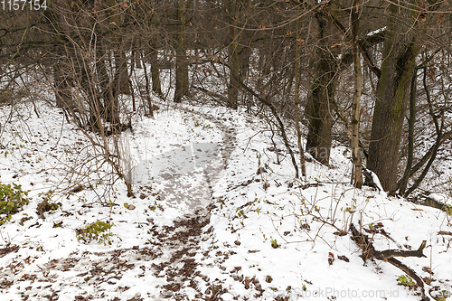 Image of trees in winter forest