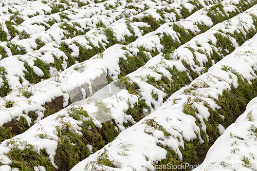 Image of agricultural field