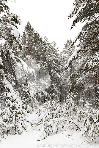 Image of Trees in the forest in winter