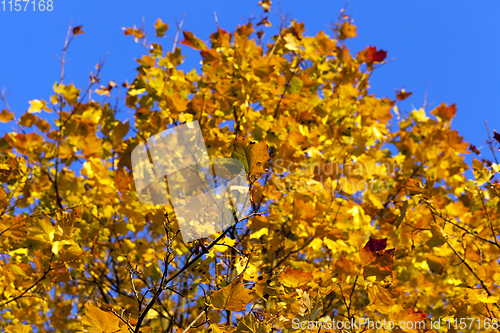 Image of maple tree