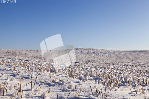 Image of Snow covered field