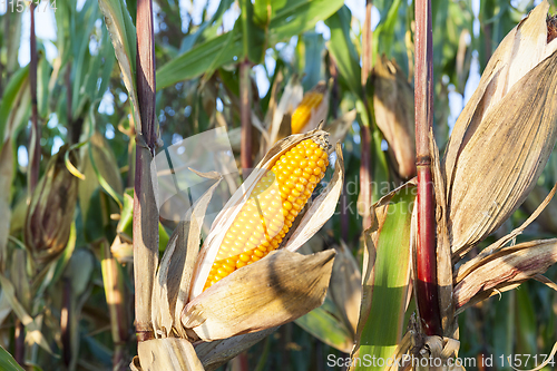 Image of ripe yellow cob