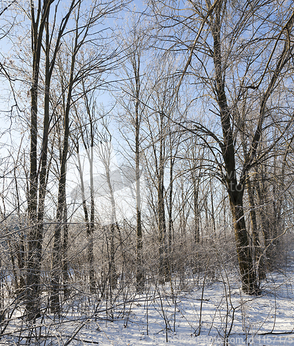 Image of Winter forest, close-up