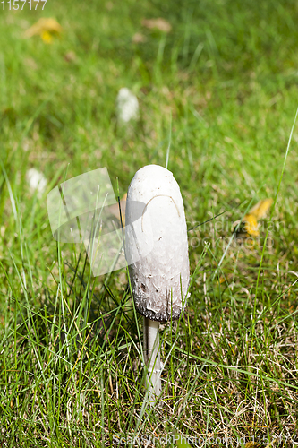 Image of white fungus