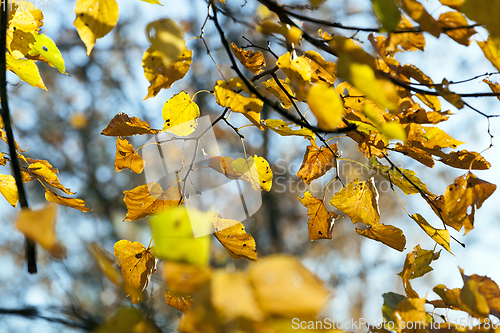 Image of bright foliage limes