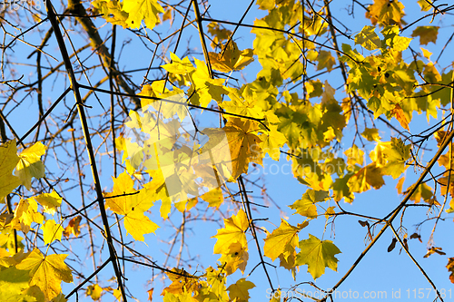Image of yellowing leaves