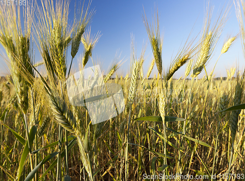 Image of green yellow rye