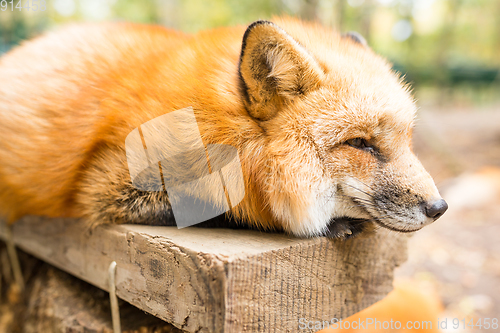 Image of Sleepy fox