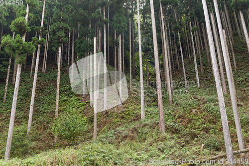 Image of Green Forest