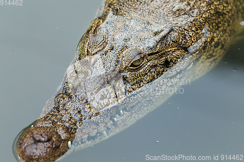 Image of Swimming Crocodile