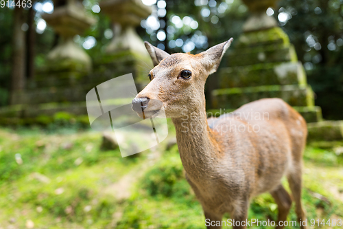 Image of Wild deer in a japanese temple