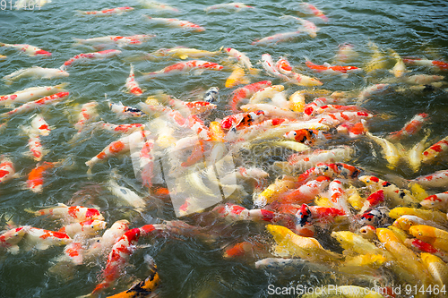 Image of Koi fish