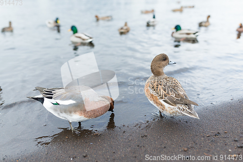 Image of Duck at lake side