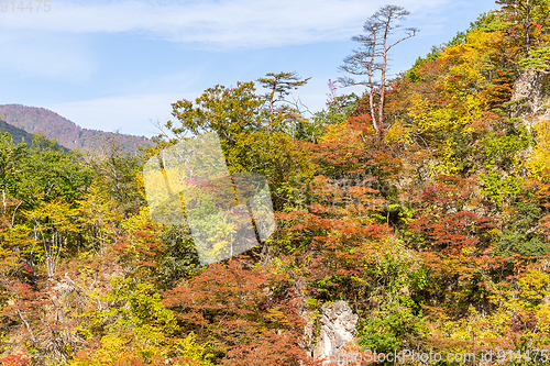 Image of Naruko gorge in autumn season