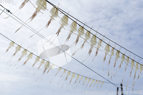 Image of Squid drying under sunlight