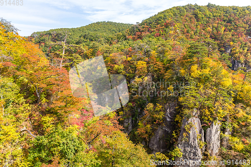 Image of Autumn foliage on the cliff