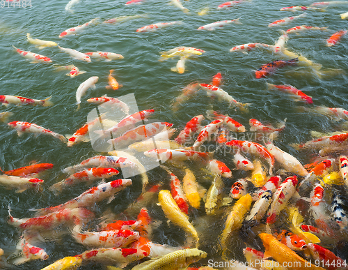 Image of Japan Koi Carp in Koi Pond 