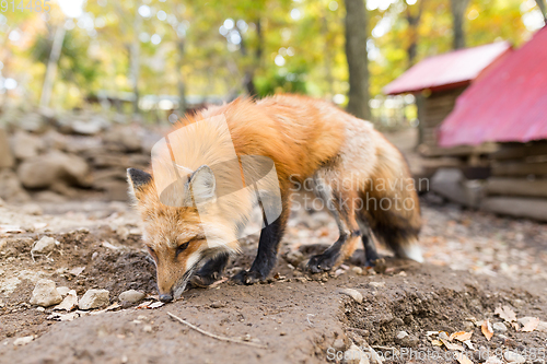 Image of Cute fox