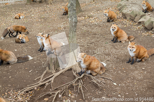 Image of Group of red fox