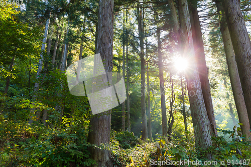 Image of Green Forest and sunlight flare