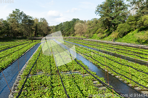 Image of Green Wasabi field