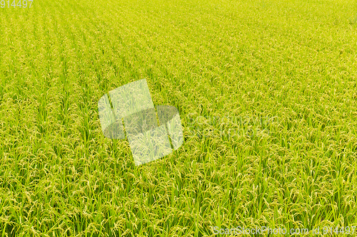 Image of Rice field