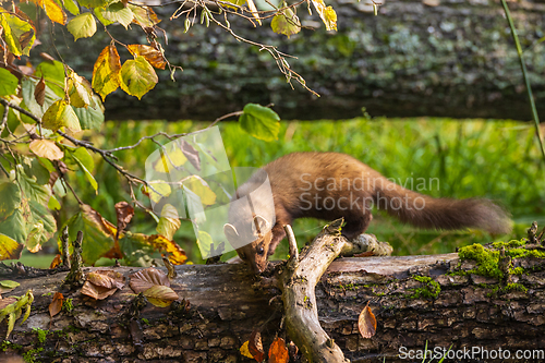 Image of Pine Marten (Martes martes) close to water