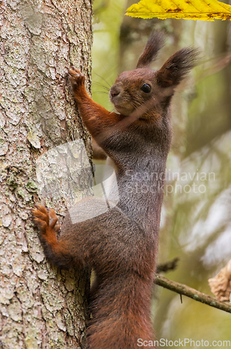 Image of Eurasian Red Squirrel on spruce tree